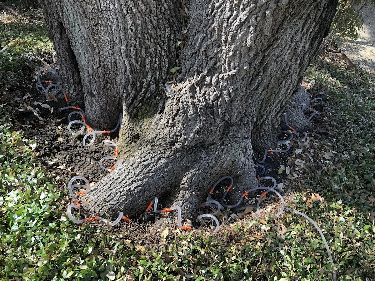 Detailed Tree Cabling and Bracing job site in Hubbard