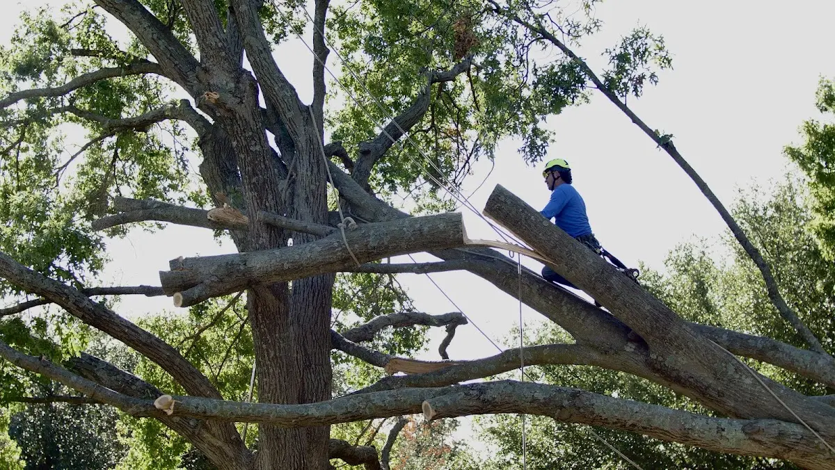 Professional Crown Thinning performed by certified arborists in Hubbard